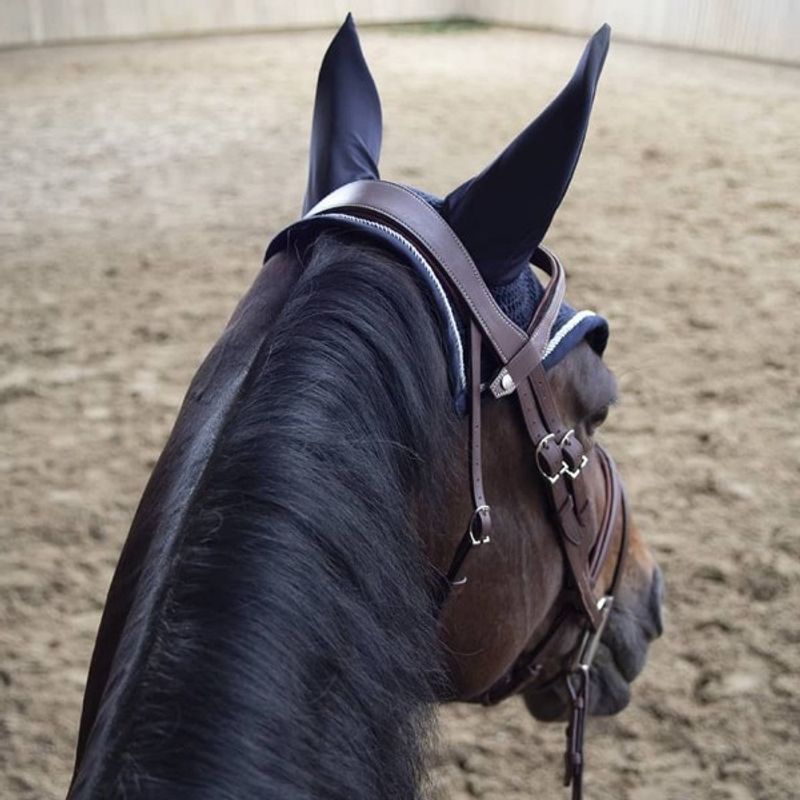 Antarès Origin anatomic flash noseband bridle