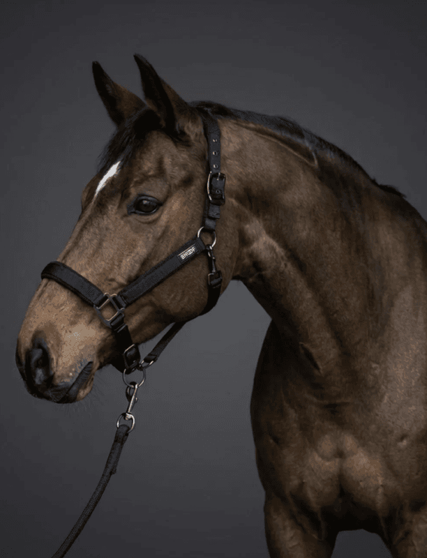 BHOOF HALTER 2 – MESH WITH LEAD ROPE