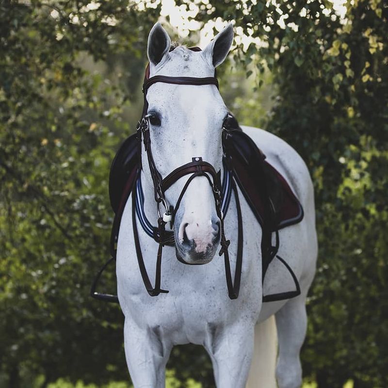 Antarès Precision anatomic comfort bridle